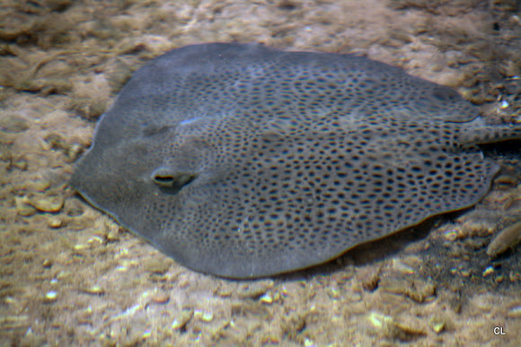 Spotting Image 1