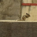 Palm Squirrel