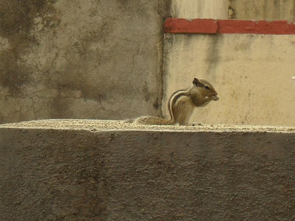 Spotting Image 1