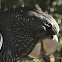 Red-Tailed Black-Cockatoo