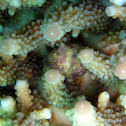 Antennarius sp.