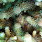 Antennarius sp.