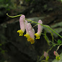 Pale Corydalis