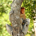 Proboscis Monkey