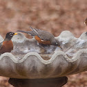 American Robin