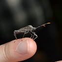 Western Conifer Seed Bug
