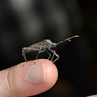 Western Conifer Seed Bug