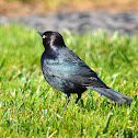 Brewer's Blackbird