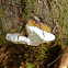 Fomitopsis