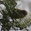 Yellow-rumped Warbler