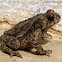 Toad sps