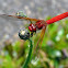 Cardinal Meadowhawk