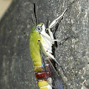 Coffee/Bee Hawk Moth