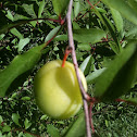 Wild plum- immature fruit