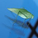Lesser Angle-wing Katydid 