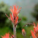 Coastal Paintbrush