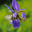 Black-veined White