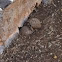 Hermann's Tortoise