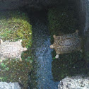 Moss