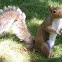 Grey Squirrel