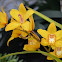 Orquídea