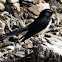 Willy Wagtail