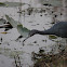 Little Blue Heron