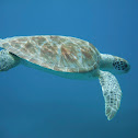 Green Sea Turtle