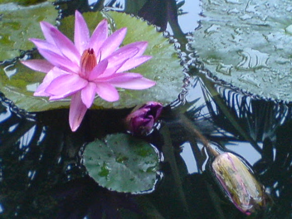 Spotting Image 1