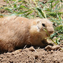 Black-tailed prairie dog