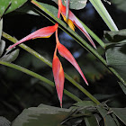 Heliconia