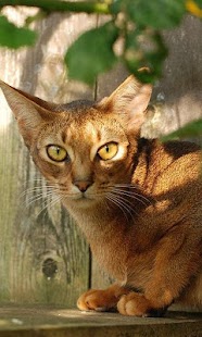 How to get Abyssinian Cats Wallpapers lastet apk for pc