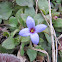 Tiny bluet