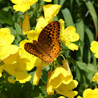 Great Spangled Fritillary