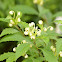 miscal notes flower