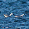 Black-headed gull; Gaviota Reidora