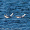Black-headed gull; Gaviota Reidora