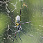 Golden orb-web spider