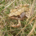 Rana arvalis