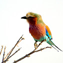 Lilac-breasted Roller