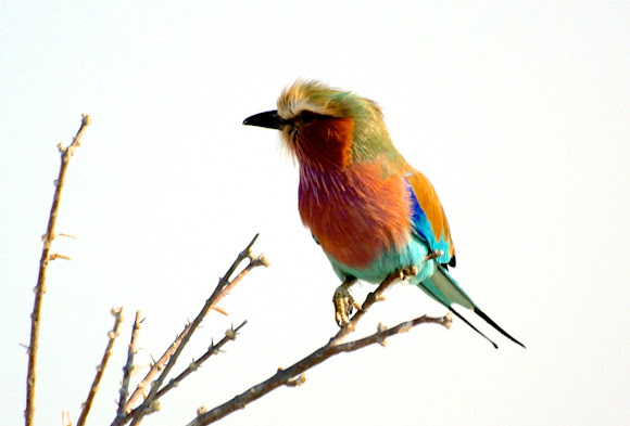 Spotting Image 1
