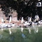 Penguins