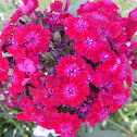 Sweet William