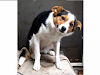 Perrita Perdida En General Flores Y Cno Corrales