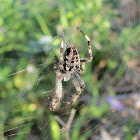 Cross Orbweaver Spider