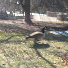 geese