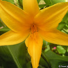 Day lily