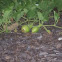 Bottle Gourd