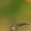 Robber fly