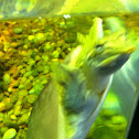 Midland smooth softshell turtle